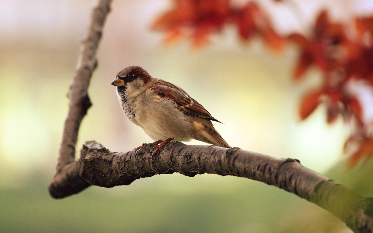 sparrow-9950_1280